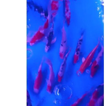 ikan koi pilihan 15cm sd 20cm