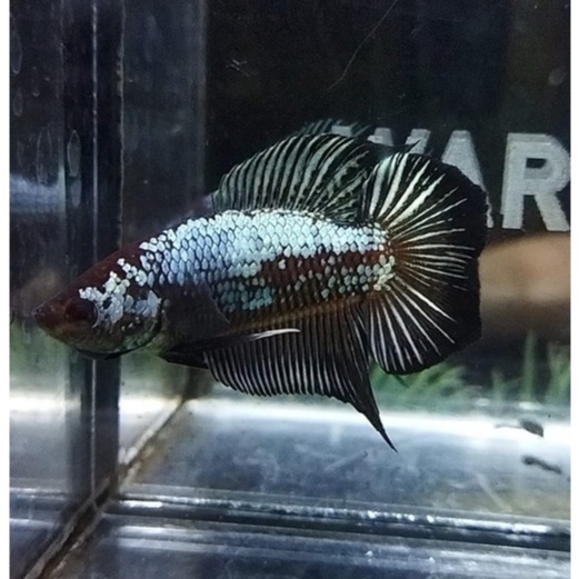 HIASAN AKUARIUM PKDT/DTPK BLACK COPPER LINE PKDT AVC 100% REALPICT (DTAV13)