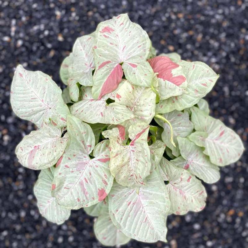 singonium -  syngonium milk confetti , real plant