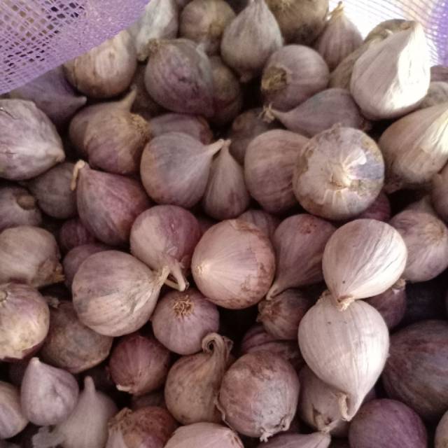 

Bawang putih tunggal