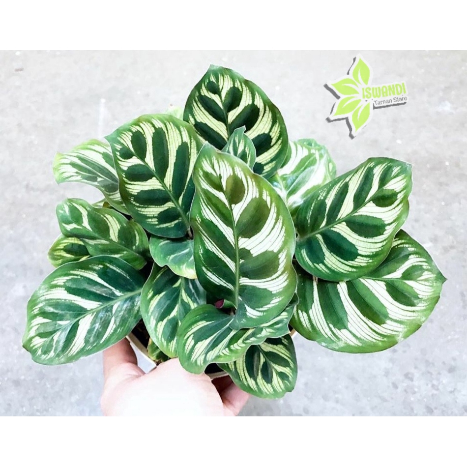 paket 4 jenis Tanaman Hias Bunga chalathea Tanaman Hias Bunga hias hidup Tanaman Hias Bunga indoor