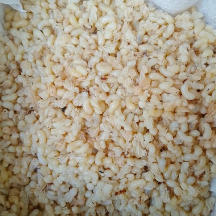 Kroto Super Telur Semut (Besar) Makanan Burung Umpan Pancing 100 Gram