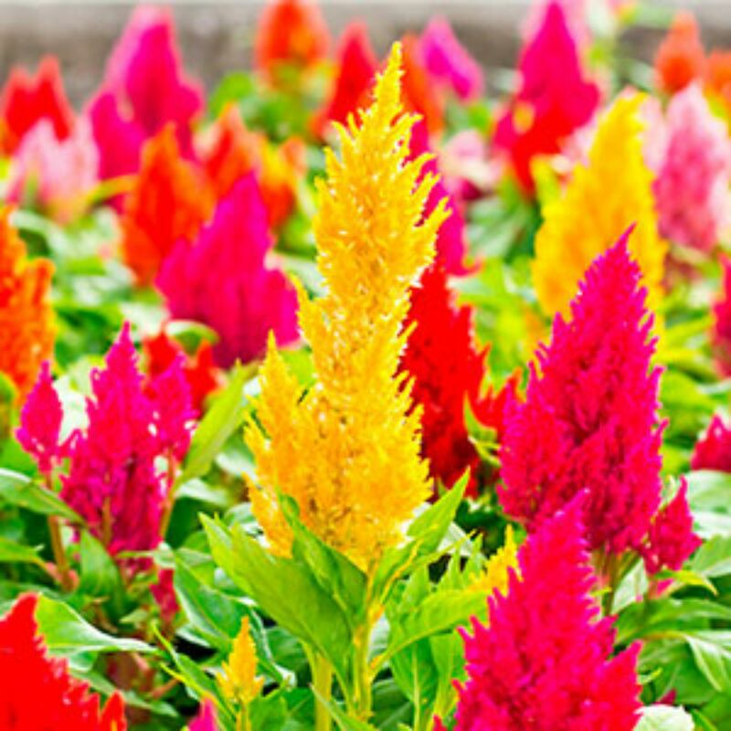tanaman hias celosia