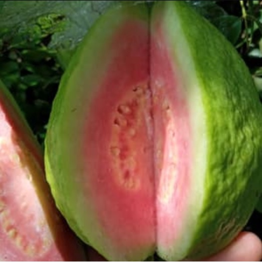 Bibit Jambu Biji Chegua Cangkok