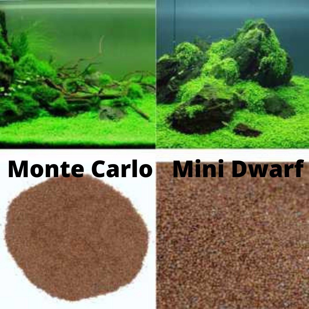 Carpet Seed Big - Small Leaf Bibit Benih Tanaman Air / Aquascape