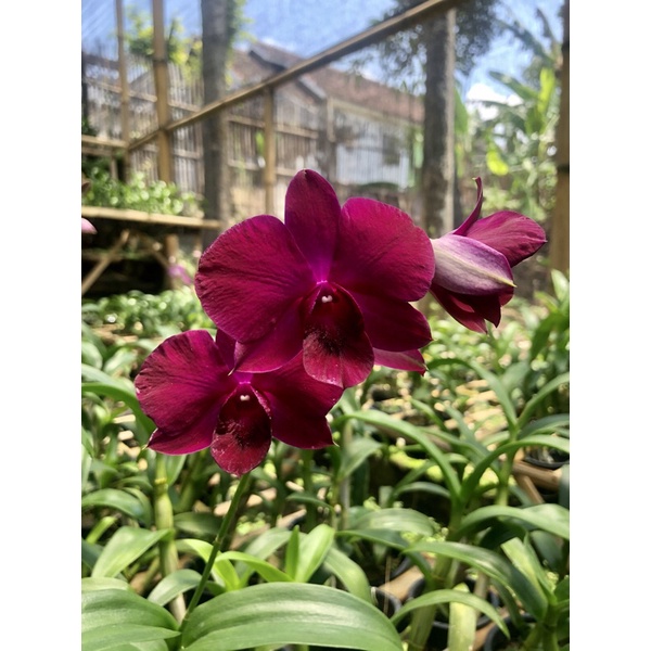 Anggrek berbunga spike dendrobium supernova red