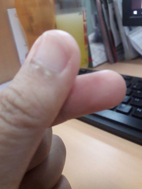 Marina 18s Lion Star (16 Liter) Cool Box / Ice Cooler Box / Kotak Es Tahan Dingin / Pendingin