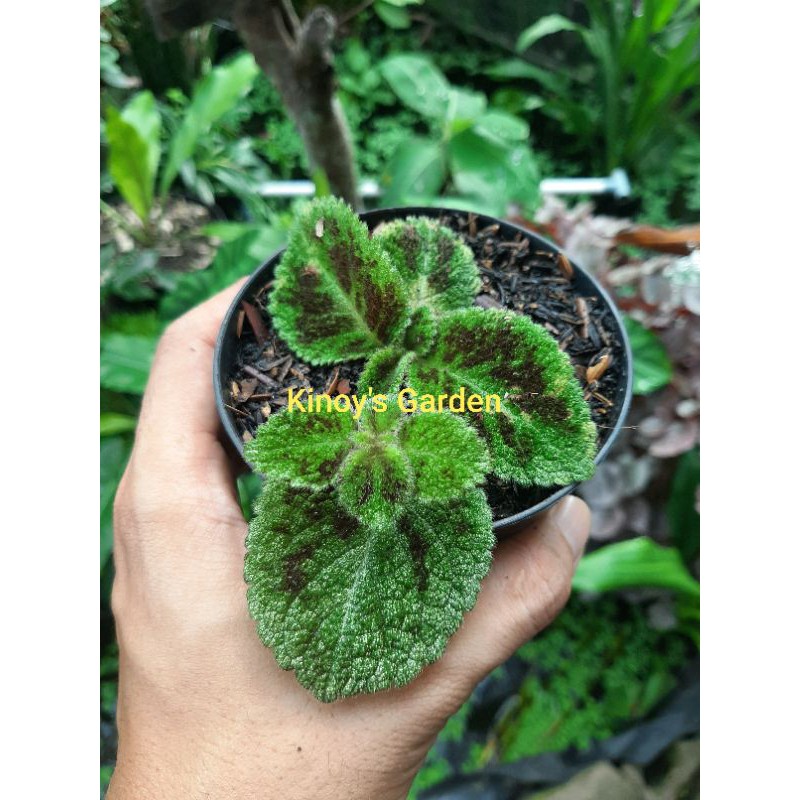 Episcia Emerald Velvet / Bunga Ungu