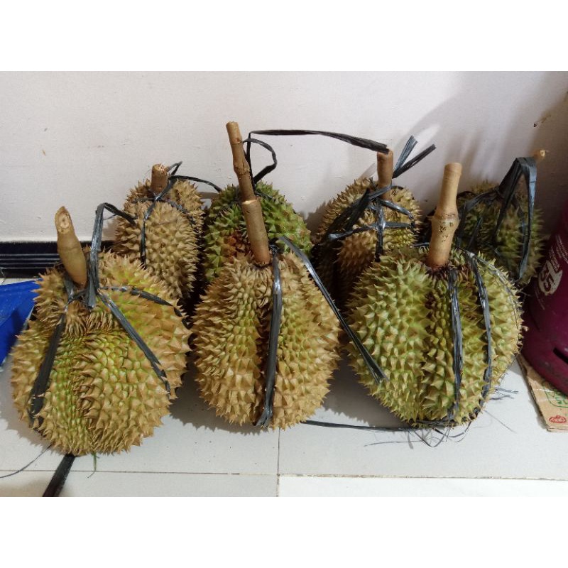 

DURIAN CANEE MONTONG