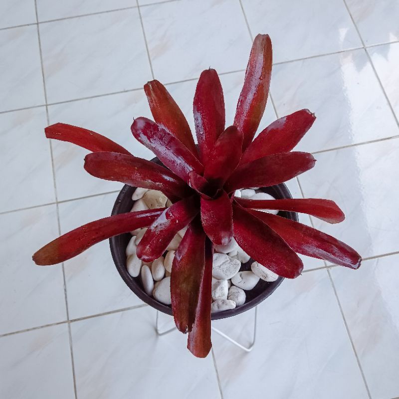 Bromelia Merah Jumbo