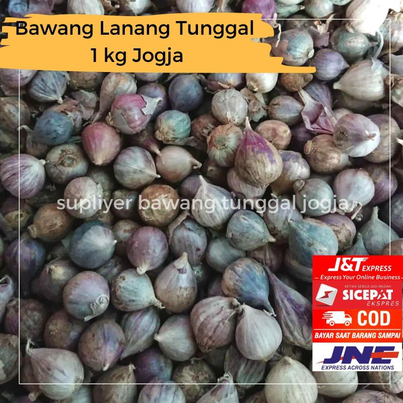 

Bawang Lanang 1 kg Bawang Putih Tunggal Sedang
