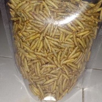 Maggot kering dried maggot 100grm, 200grm