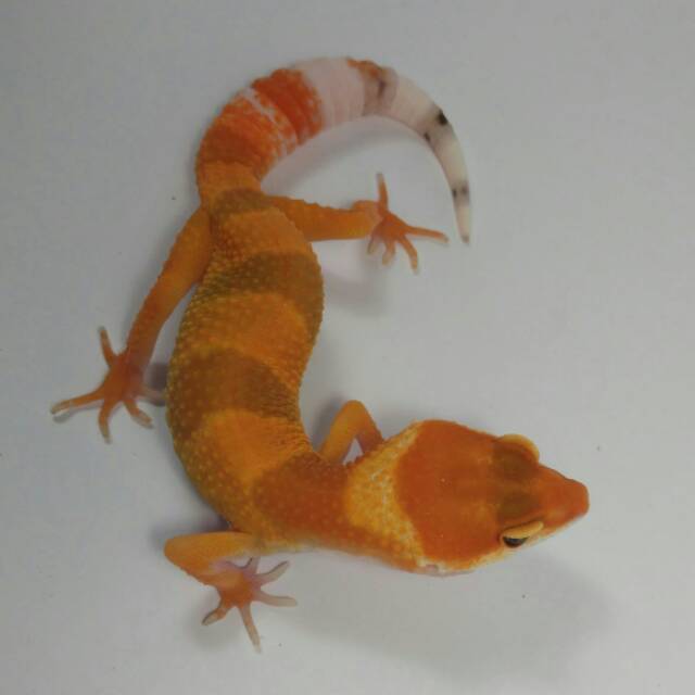 17++ Hewan gecko update