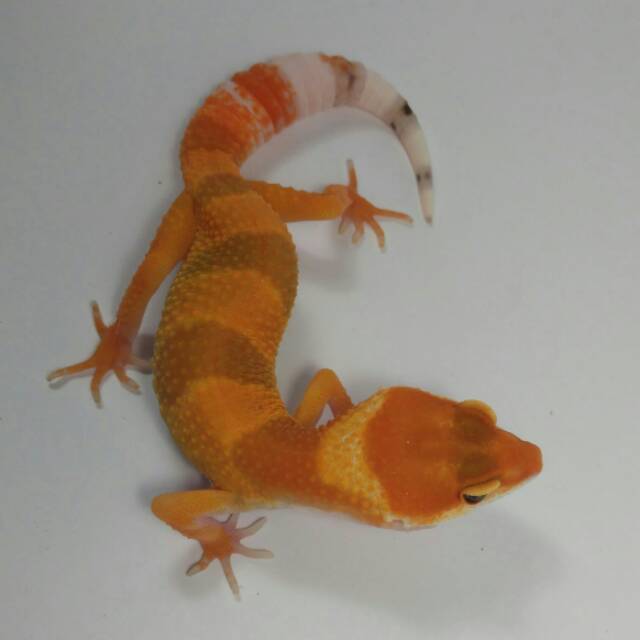 Mainan Hewan Gembul Leopard Gecko Oranye Cerah Shopee Indonesia