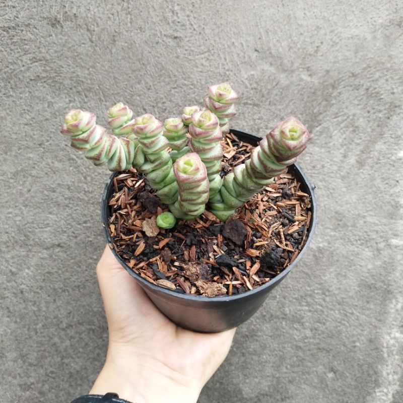 Crassula Marnieriana | DP 10cm