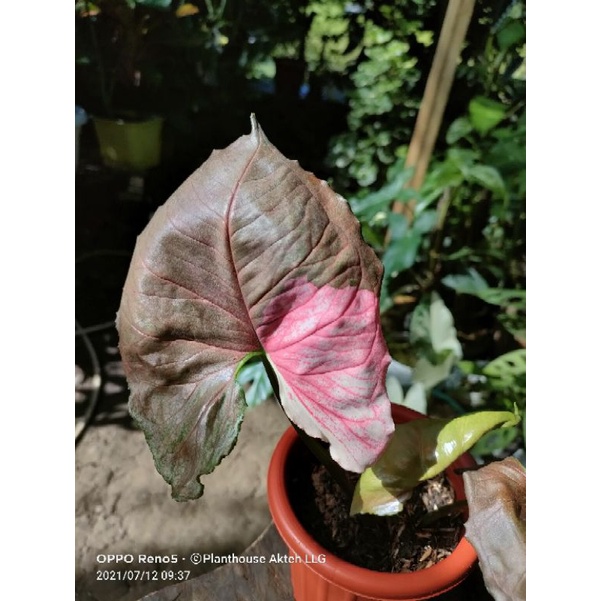 Syngonium Strawberry Ice Original