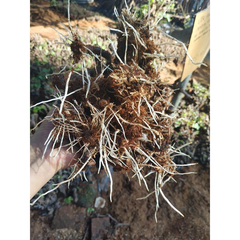 Cutting  Anggur Alfonso sudah BERAKAR 1kg