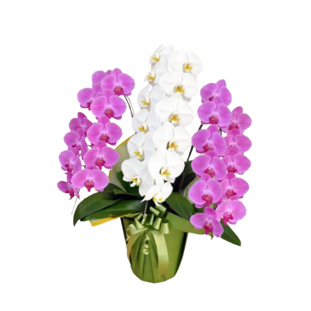 [Flower Bouquet / Hampers Anggrek] Buket BungaTanaman Hias Hidup Anggrek Bulan 3 Tanaman