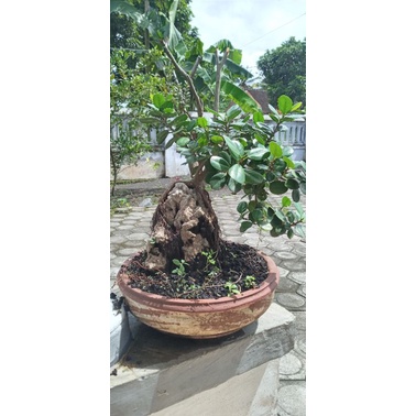bonsai beringin dolar