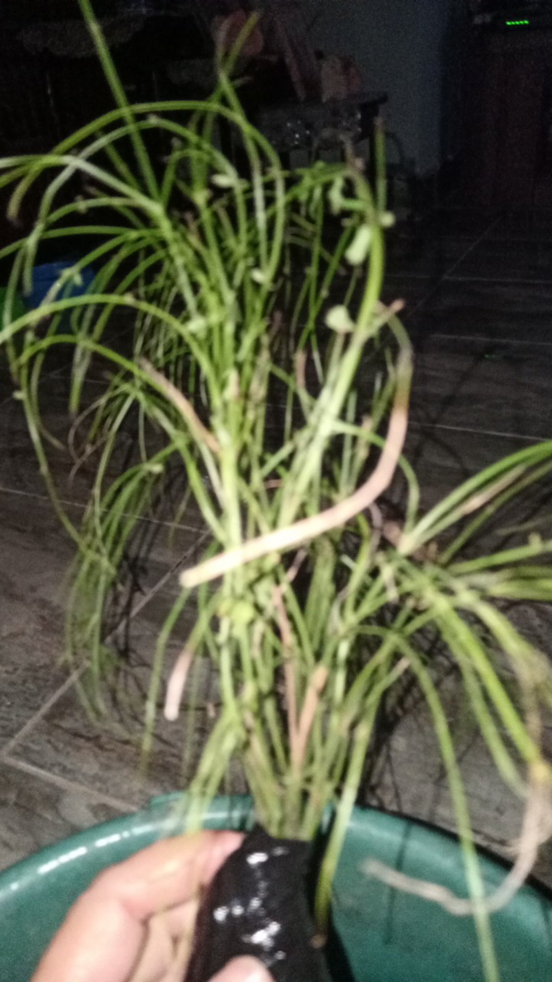 Tanaman Hias Gantung Air Mancur Bunga Putih