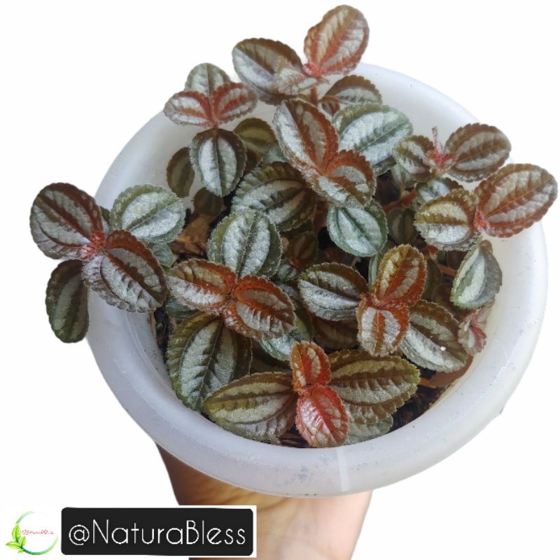 Pilea Silver Tree / Pilea Spruceana Norfolk / Pilea Silver Daun Bulat