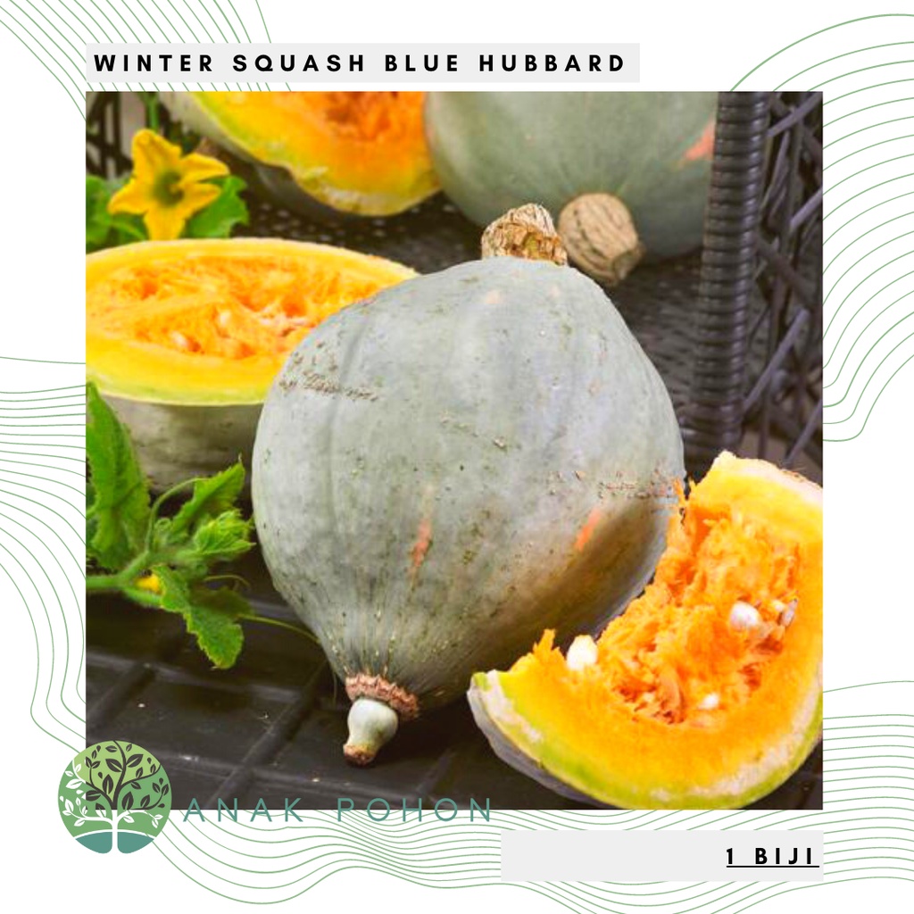 Benih Bibit Biji - Labu Winter Squash Blue Hubbard Seeds - IMPORT