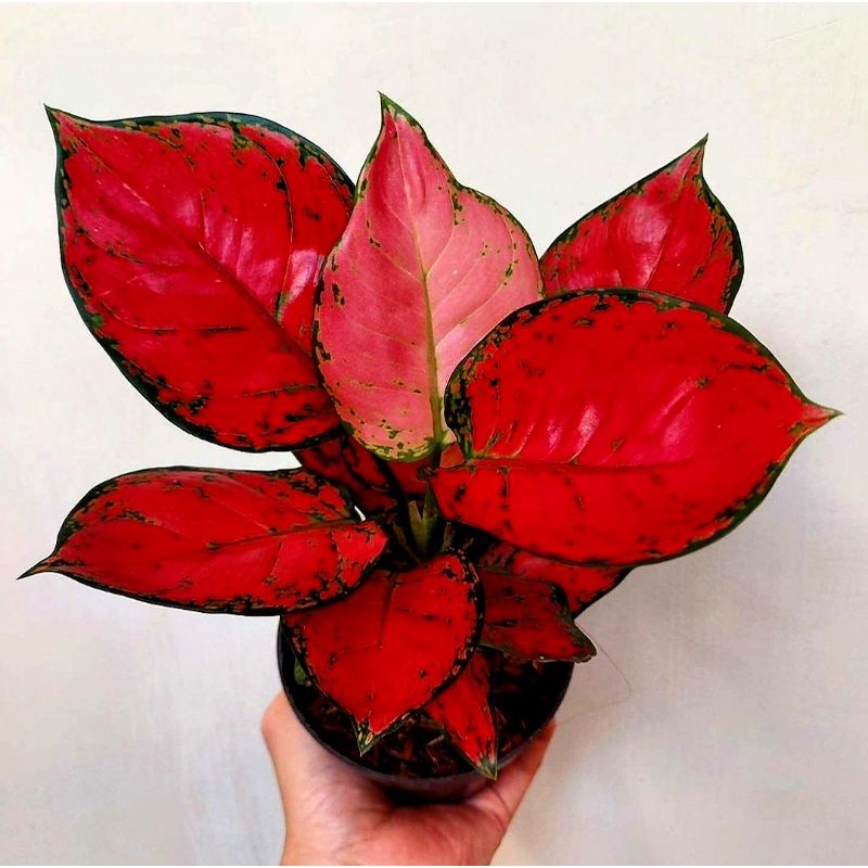AGLONEMA RED ANJAMANI MUTASI | TANAMAN HIAS AGLONEMA RED ANJAMANI / RED ANJEMANI / RED ANJA MURAH