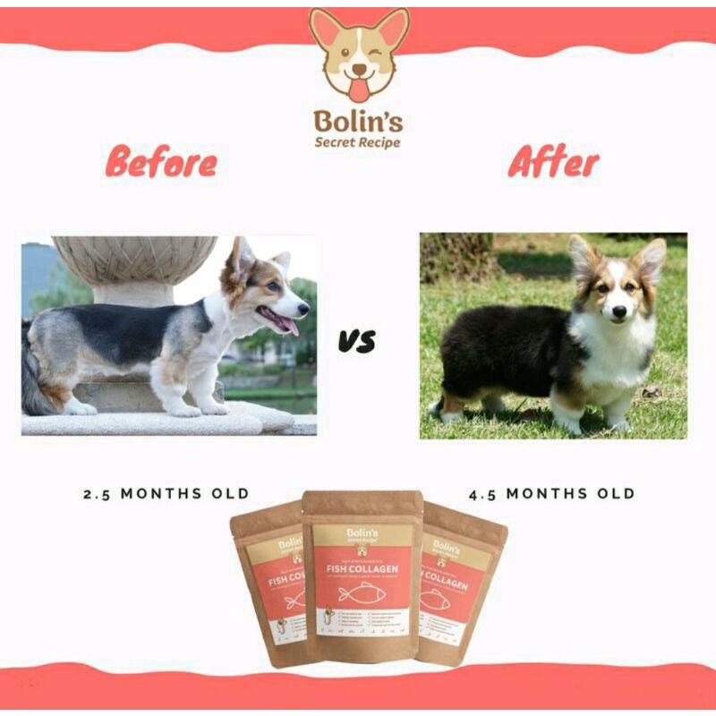 Bolin's secret recipe / bolins fish collagen / bolin pure fish collagen / vitamin bulu anjing kucing