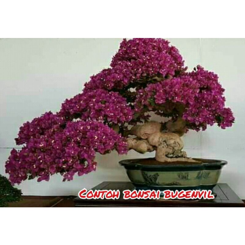 Bugenvil Singapore Ori