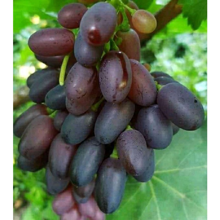 Bibit anggur impor