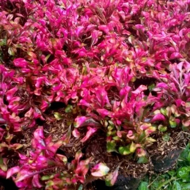 Tanaman/pohon hias krokot merah