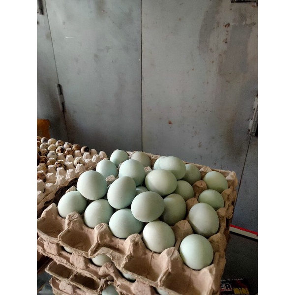 

TELOR ASIN TEGAL| TELOR ASIN ASLI TEGAL| TELOR ASIN BREBES