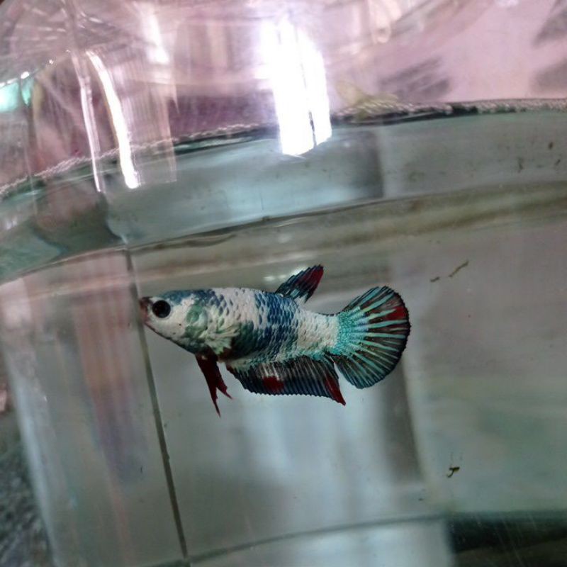 

cupang