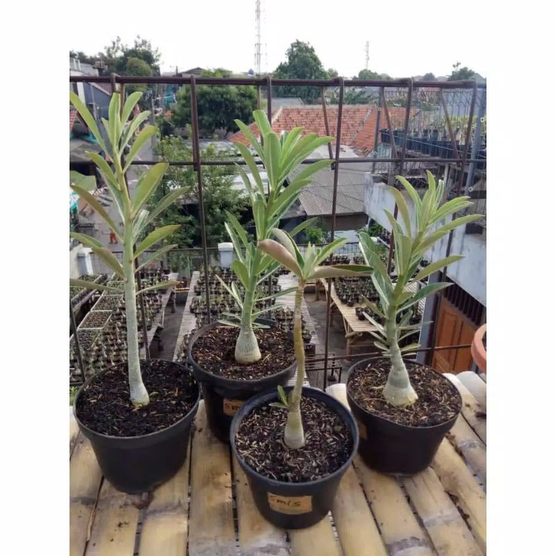 Tanaman Hias Adenium SOMALENSE  Size A
