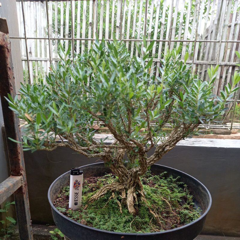 Bonsai Boxus