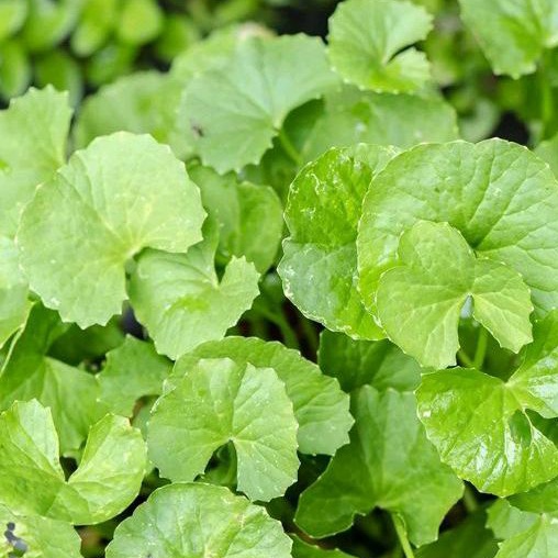 

daun pegagan/ rendeng herbal per 50 helai