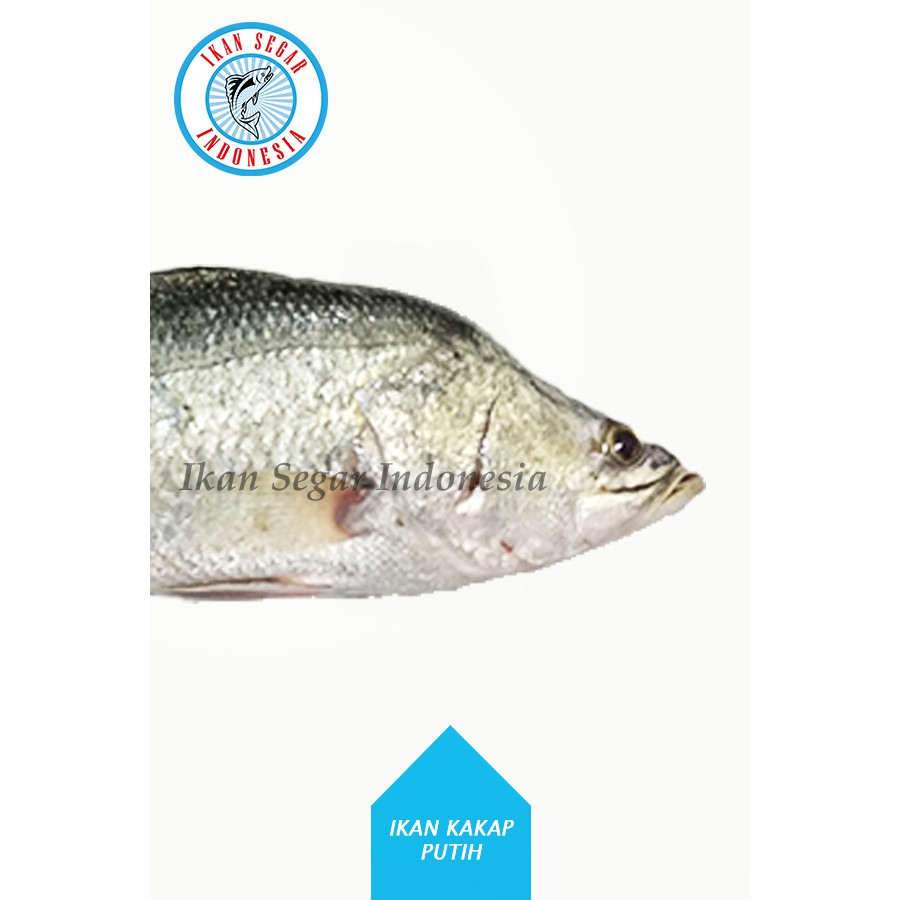 

IKAN KAKAP PUTIH FRESH / 1-2 Pcs / 900-1000 gr