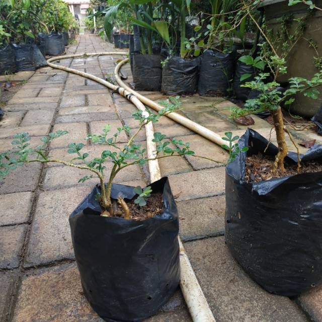 Bahan bonsai Kawista mame