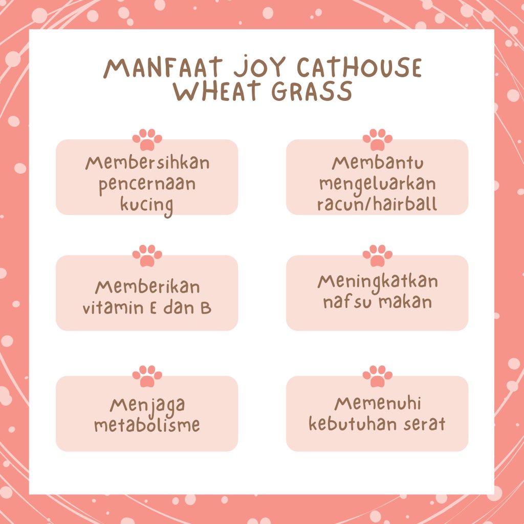 Paket Rumput Kucing, Benih Rumput Kucing, Bibit Cat Grass |Joy Cathouse