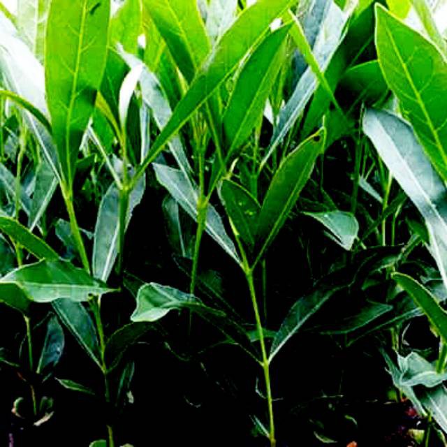 promo 3 pcs bibit tabebuya