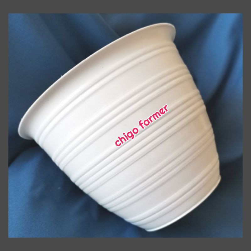 pot bunga tawon putih 20cm/pot tanaman tawon putih uk 20cm