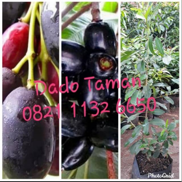 Pohon buah Jamblang hitam / juwet - bibit pohon buah Jamblang