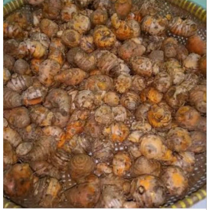 

Kunyit Biang 250grm