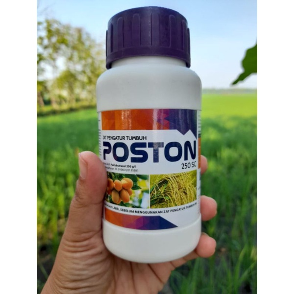 POSTON ZPT Zat Pengatur Tumbuh Poston 250 SC paklobutrazol 250SC Poston Original