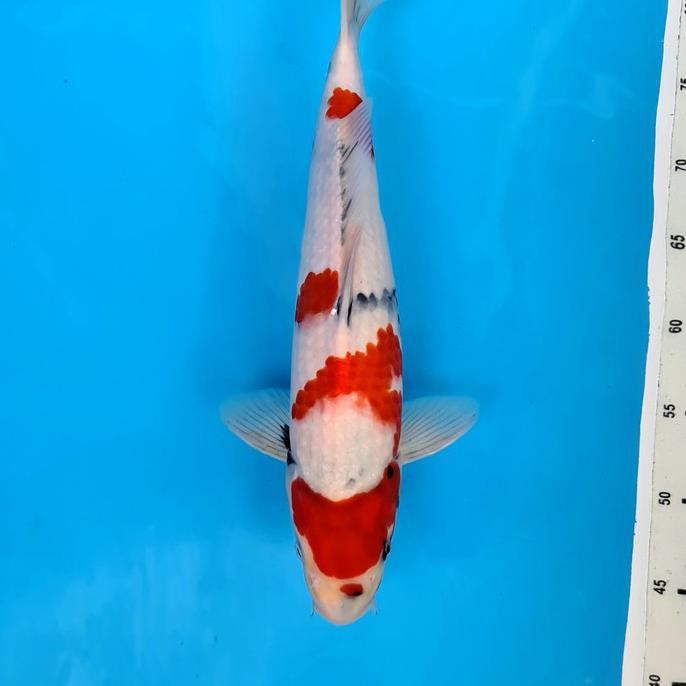 Koi Ikan Koi Import Showa Isa Jumbo Tosai 31 Butikuda165