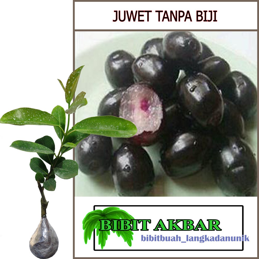 Bibit Tanaman Juwet Tanpa Biji