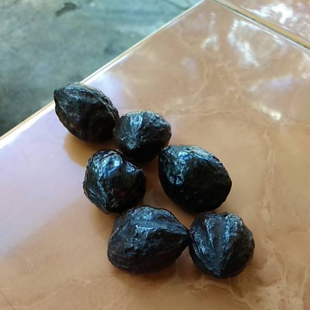 Muncang adu jenis Jawa pasundan kualitas mantap