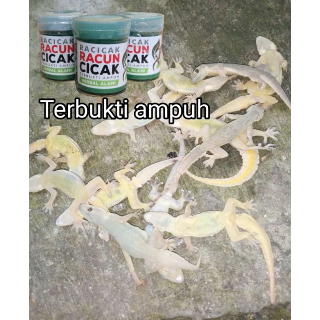 Racicak racun cicak herbal ampuh membasmi cicak kecoa dan tokek racak