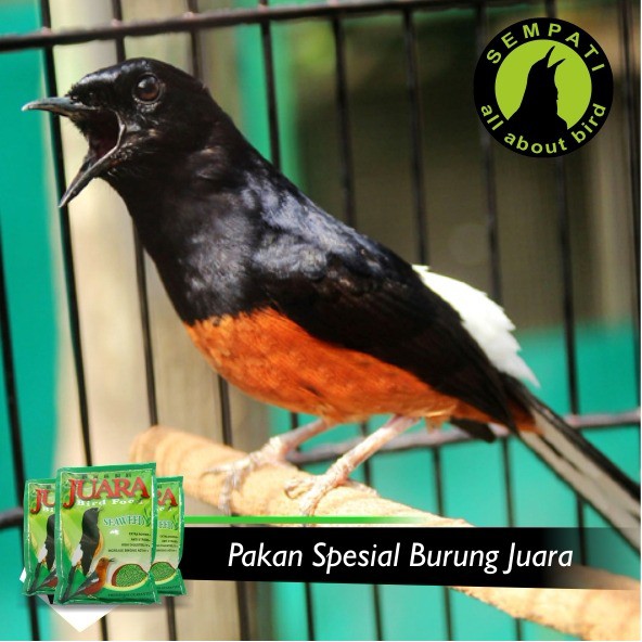 Juara Japfa Seaweed Mini Pelet Pakan Burung Murai Anis Shopee