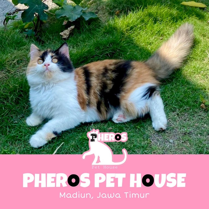 Kucing Persia Calico Cantik #pherospethouse #pheros_pet_house PHEROS PET HOUSE
